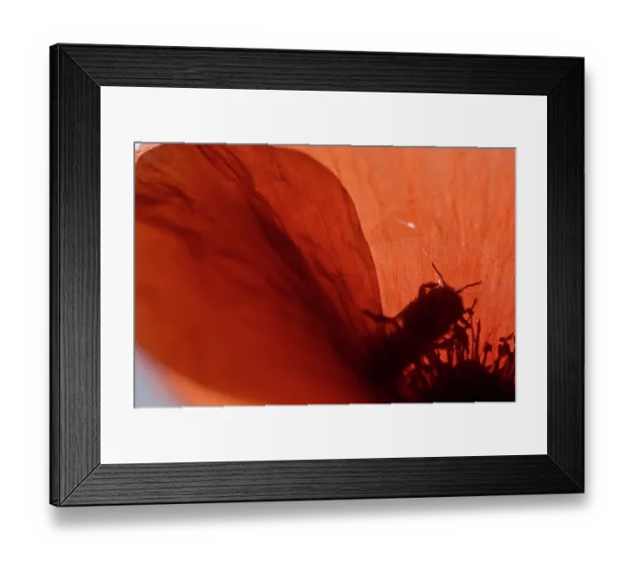 Framed Print : Poppy bee (Osmia papaveris) collecting pollen from Common poppy (Papaver rhoeas) to store in nest for offspring to feed on after hatching. Bamberg, Germany. June Framed Print : Poppy bee (Osmia papaveris) collecting pollen from Common poppy (Papaver rhoeas) to store in nest for offspring to feed on after hatching. Bamberg, Germany. June