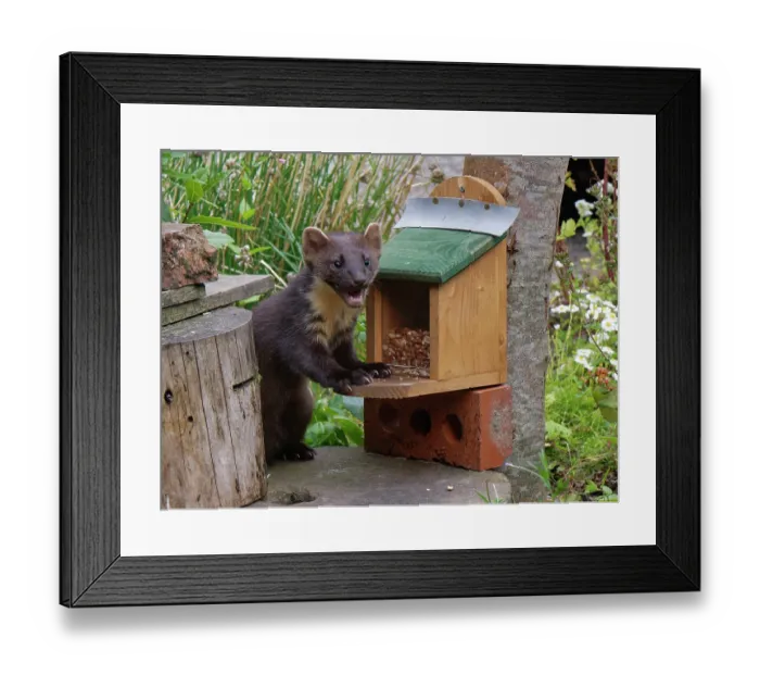 Framed Print : Pine marten (Martes martes) feeding on peanuts at a feeding station in a garden at dusk, Argyll, Scotland, UK. July Framed Print : Pine marten (Martes martes) feeding on peanuts at a feeding station in a garden at dusk, Argyll, Scotland, UK. July