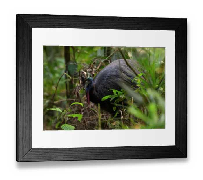 Framed Print : Southern cassowary (Casuarius casuarius) juvenile, foraging for seeds in rainforest understorey, Daintree rainforest, Cape Tribulation, Far North Queensland, Australia. Endangered Framed Print : Southern cassowary (Casuarius casuarius) juvenile, foraging for seeds in rainforest understorey, Daintree rainforest, Cape Tribulation, Far North Queensland, Australia. Endangered