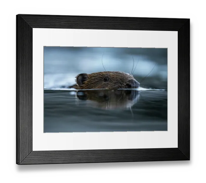 Framed Print : Eurasian beaver (Castor fiber) swimming in a river, Lucerne, Switzerland. July Framed Print : Eurasian beaver (Castor fiber) swimming in a river, Lucerne, Switzerland. July