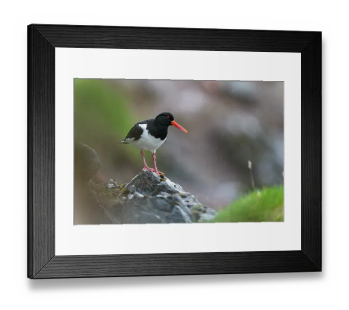 Framed Print : Eurasian oystercatcher (Haematopus ostralegus) standing on a rock in the rain, Hillswick, Shetland Islands, Scotland, UK. June Framed Print : Eurasian oystercatcher (Haematopus ostralegus) standing on a rock in the rain, Hillswick, Shetland Islands, Scotland, UK. June