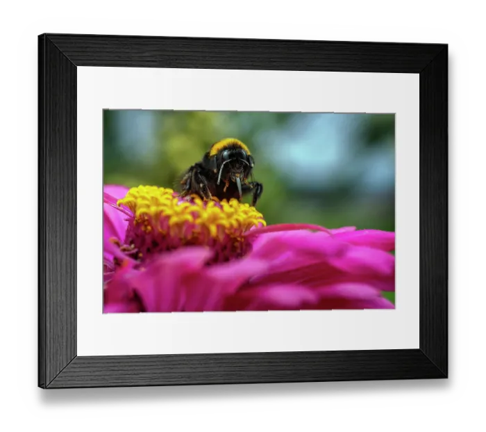 Framed Print : Bumblebee (Bombus sp.) cleaning its proboscis after feeding on pollen, Lucerne, Switzerland. July Framed Print : Bumblebee (Bombus sp.) cleaning its proboscis after feeding on pollen, Lucerne, Switzerland. July