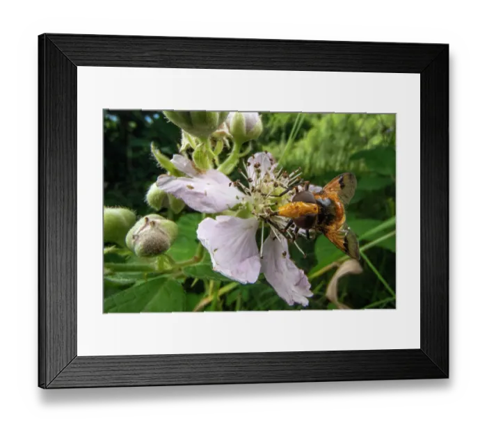 Framed Print : Orange-belted plumehorn (Volucella inflata) nectaring on bramble blossom, Lucerne, Switzerland. July Framed Print : Orange-belted plumehorn (Volucella inflata) nectaring on bramble blossom, Lucerne, Switzerland. July