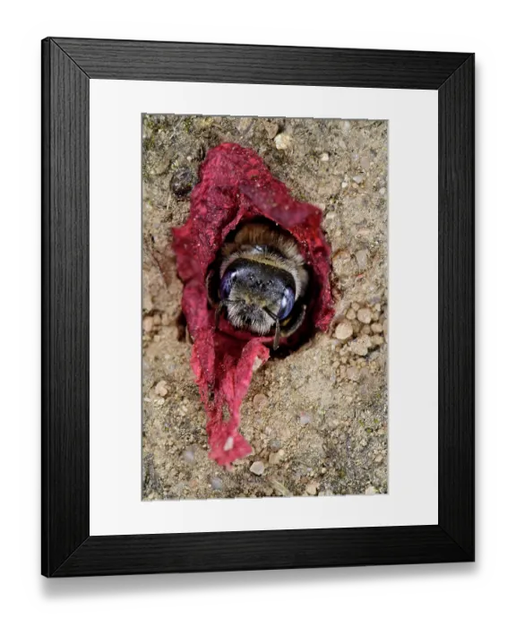 Framed Print : Poppy bee (Osmia papaveris) emerging from nest lined with pieces of petals from Common poppy (Papaver rhoeas) to collect nest building materials. Bamberg, Germany. June