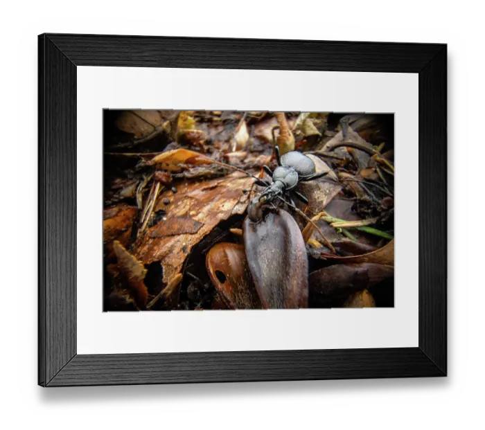 Framed Print : Ground beetle (Cychrus attenuatus) preying on larva on the forest floor at night, Lucerne, Switzerland. September Framed Print : Ground beetle (Cychrus attenuatus) preying on larva on the forest floor at night, Lucerne, Switzerland. September