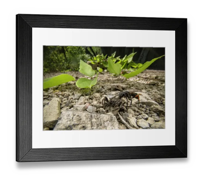 Framed Print : Spider wasp (Episyron rufipes) with paralysed Walnut orb-weaver spider (Nuctenea umbratica) prey, Lucerne, Switzerland. July Framed Print : Spider wasp (Episyron rufipes) with paralysed Walnut orb-weaver spider (Nuctenea umbratica) prey, Lucerne, Switzerland. July