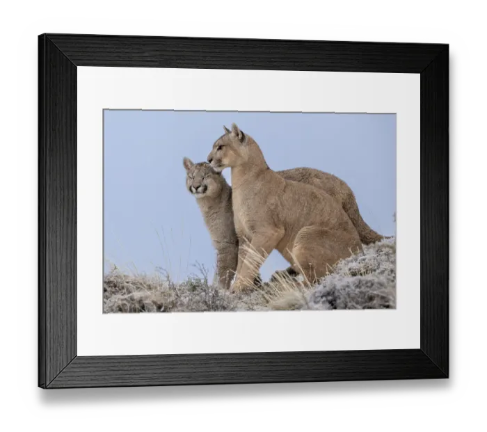 Framed Print : Puma (Puma concolor) female sitting next to cub aged 6-7 months, on a frosty morning, Torres del Paine National Park / Estancia Amarga, Patagonia, Chile Framed Print : Puma (Puma concolor) female sitting next to cub aged 6-7 months, on a frosty morning, Torres del Paine National Park / Estancia Amarga, Patagonia, Chile