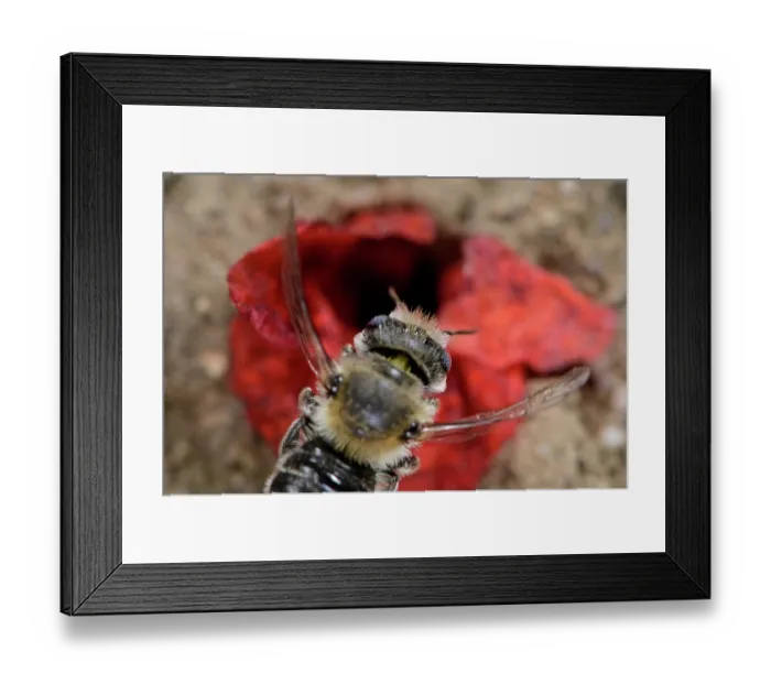 Framed Print : Poppy bee (Osmia papaveris) arriving at nest entrance, carrying bundled pieces of petals from Common poppy (Papaver rhoeas) used to line nest. Bamberg, Germany. June Framed Print : Poppy bee (Osmia papaveris) arriving at nest entrance, carrying bundled pieces of petals from Common poppy (Papaver rhoeas) used to line nest. Bamberg, Germany. June