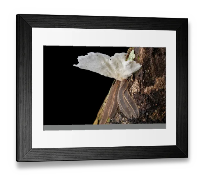 Framed Print : Feather millipedes (Platydesmus sp.) under a fungus in the rainforest, Osa Peninsula, Costa Rica Framed Print : Feather millipedes (Platydesmus sp.) under a fungus in the rainforest, Osa Peninsula, Costa Rica