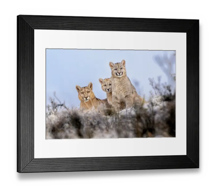 Framed Print : RF - Puma (Puma concolor) female, with two cubs aged 6-7 months, sitting alert on a frosty morning, Torres del Paine National Park / Estancia Amarga, Patagonia, Chile Framed Print : RF - Puma (Puma concolor) female, with two cubs aged 6-7 months, sitting alert on a frosty morning, Torres del Paine National Park / Estancia Amarga, Patagonia, Chile