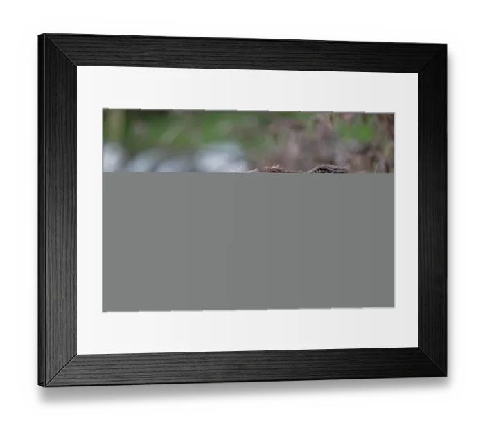 Framed Print : Two Eurasian beavers (Castor fiber) allogrooming at river's edge, Lucerne, Switzerland. July Framed Print : Two Eurasian beavers (Castor fiber) allogrooming at river's edge, Lucerne, Switzerland. July