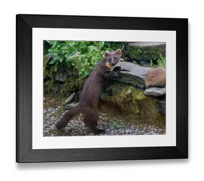 Framed Print : Pine marten (Martes martes) climbing over a low wall in a garden at dusk, Argyll, Scotland, UK. July Framed Print : Pine marten (Martes martes) climbing over a low wall in a garden at dusk, Argyll, Scotland, UK. July