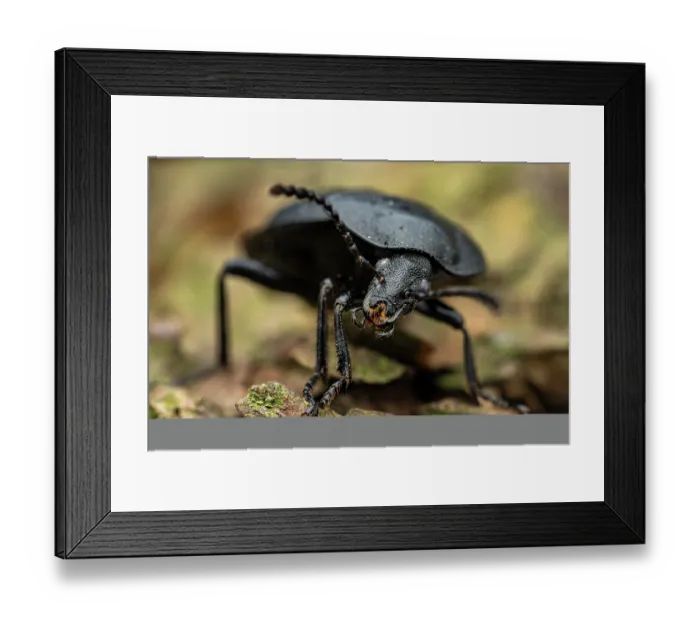Framed Print : Black snail beetle (Phosphuga atrata) portrait, Lucerne, Switzerland. March Framed Print : Black snail beetle (Phosphuga atrata) portrait, Lucerne, Switzerland. March