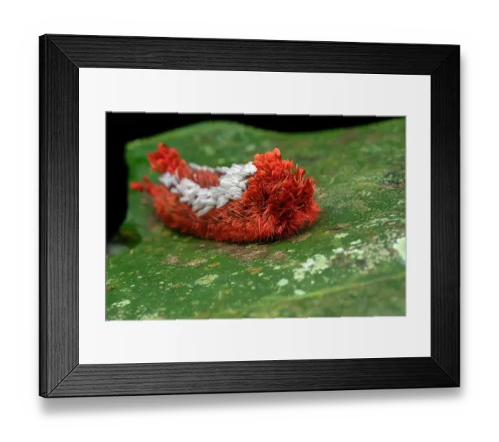 Framed Print : Shag carpet caterpillar (Prothysana felderi) resting on a leaf in the rainforest at night, Osa Peninsula, Costa Rica