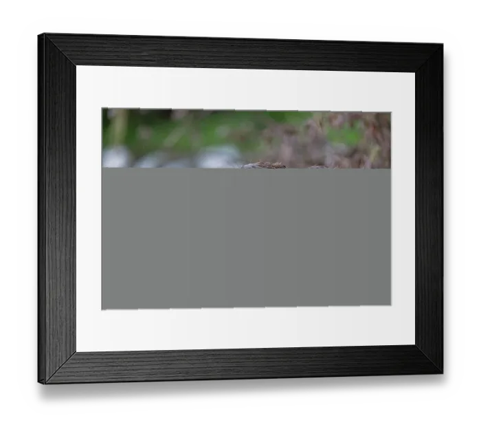 Framed Print : Two Eurasian beavers (Castor fiber) allogrooming at river's edge, Lucerne, Switzerland. July Framed Print : Two Eurasian beavers (Castor fiber) allogrooming at river's edge, Lucerne, Switzerland. July