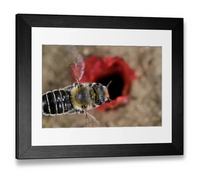 Framed Print : Poppy bee (Osmia papaveris) arriving at nest entrance, carrying bundled pieces of petals from Common poppy (Papaver rhoeas) used to line nest. Bamberg, Germany. June Framed Print : Poppy bee (Osmia papaveris) arriving at nest entrance, carrying bundled pieces of petals from Common poppy (Papaver rhoeas) used to line nest. Bamberg, Germany. June