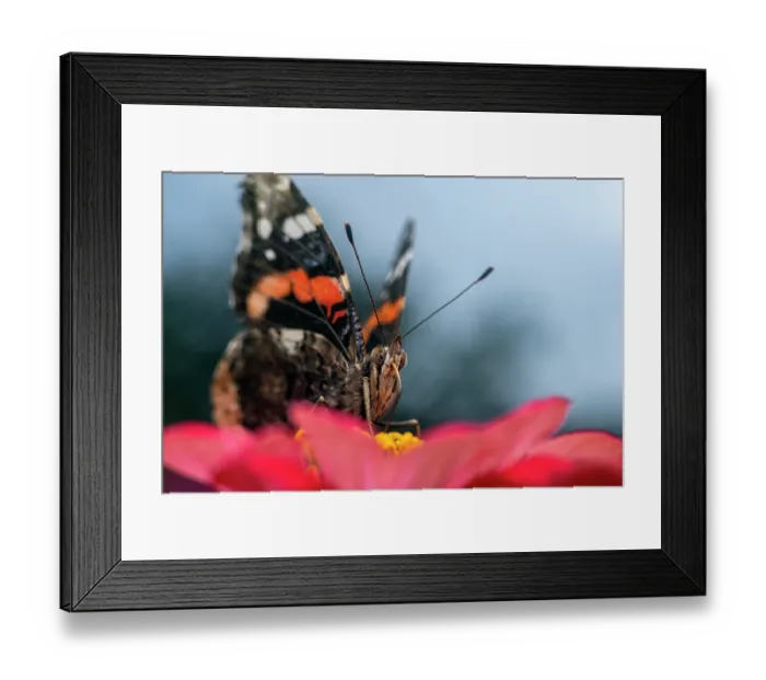 Framed Print : Red admiral butterfly (Vanessa atalanta) nectaring on pollen, Lucerne, Switzerland. July Framed Print : Red admiral butterfly (Vanessa atalanta) nectaring on pollen, Lucerne, Switzerland. July