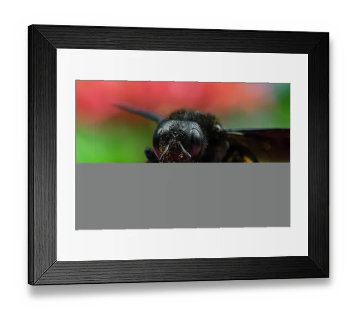 Framed Print : Violet carpenter bee (Xylocopa violacea) feeding on pollen in a garden, Lucerne, Switzerland. August Framed Print : Violet carpenter bee (Xylocopa violacea) feeding on pollen in a garden, Lucerne, Switzerland. August