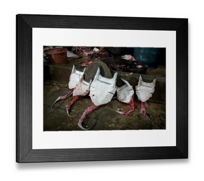 Framed Print : Dismembered bodies of five Spinetail devil rays (Mobula mobular) laying on the street at a ray processing factory, Myeik, Tanintharyi Region, Republic of the Union of Myanmar Framed Print : Dismembered bodies of five Spinetail devil rays (Mobula mobular) laying on the street at a ray processing factory, Myeik, Tanintharyi Region, Republic of the Union of Myanmar