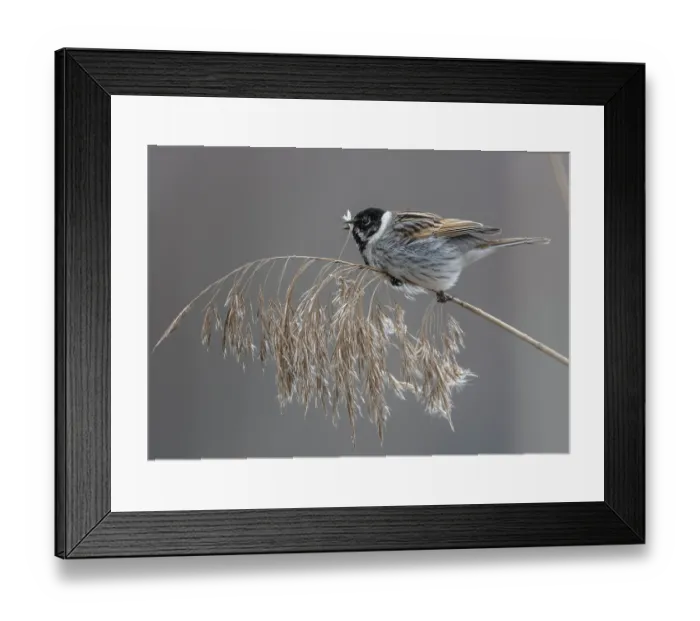 Framed Print : Reed bunting (Emberiza schoeniclus) male, perched on grass feeding on seeds, Finland. April Framed Print : Reed bunting (Emberiza schoeniclus) male, perched on grass feeding on seeds, Finland. April