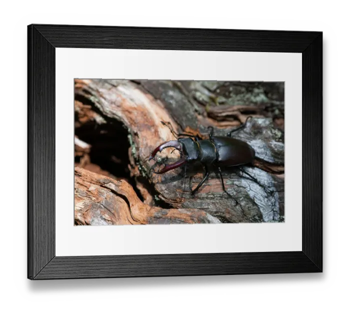 Framed Print : RF - European stag beetle (Lucanus cervus) male, on a dead branch, Isere, France. June. (This image may be licensed either as rights managed or royalty free.) Framed Print : RF - European stag beetle (Lucanus cervus) male, on a dead branch, Isere, France. June. (This image may be licensed either as rights managed or royalty free.)