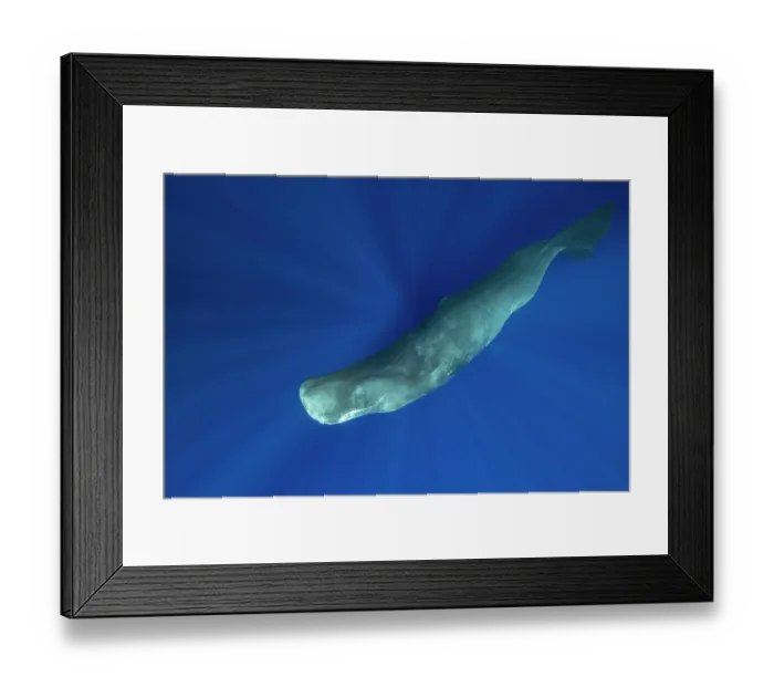 Framed Print : RF - Sperm whale (Physeter macrocephalus) diving underwater with sun rays behind, Dominica, Caribbean Sea. (This image may be licensed either as rights managed or royalty free.) Framed Print : RF - Sperm whale (Physeter macrocephalus) diving underwater with sun rays behind, Dominica, Caribbean Sea. (This image may be licensed either as rights managed or royalty free.)