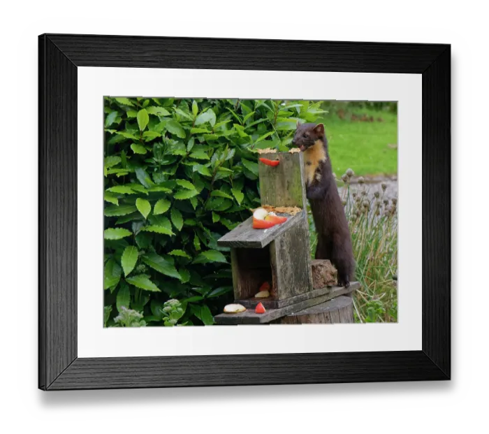 Framed Print : Pine marten (Martes martes) feeding on peanut butter at a feeding station in a garden at dusk, Argyll, Scotland, UK. July Framed Print : Pine marten (Martes martes) feeding on peanut butter at a feeding station in a garden at dusk, Argyll, Scotland, UK. July