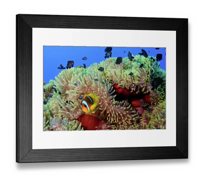 Framed Print : Magnificent sea anemones (Heteractis magnifica) with Three-spot dascyllus (Dascyllus trimaculatus) and Two-banded anemonefish (Amphiprion bicinctus) on a coral reef, Ras Mohammed Framed Print : Magnificent sea anemones (Heteractis magnifica) with Three-spot dascyllus (Dascyllus trimaculatus) and Two-banded anemonefish (Amphiprion bicinctus) on a coral reef, Ras Mohammed