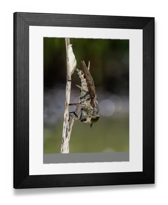 Framed Print : Horse fly (Tabanidae) female lying eggs on a plant in a pond, Lucerne, Switzerland. August Framed Print : Horse fly (Tabanidae) female lying eggs on a plant in a pond, Lucerne, Switzerland. August