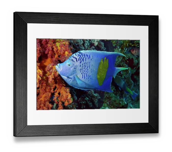 Framed Print : Yellowbar angelfish (Pomacanthus maculosus) portrait, Bluff Point, Gubal Island, Egypt, Red Sea Framed Print : Yellowbar angelfish (Pomacanthus maculosus) portrait, Bluff Point, Gubal Island, Egypt, Red Sea