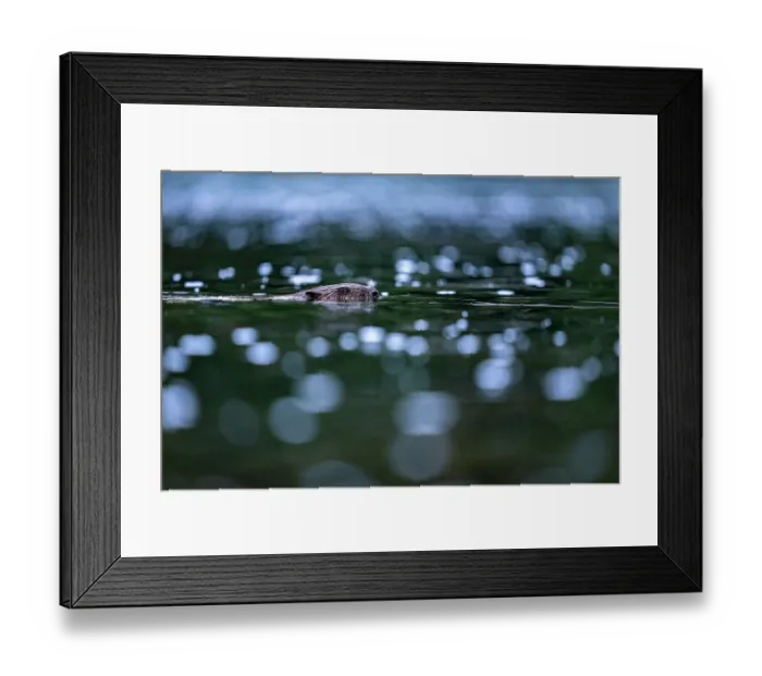 Framed Print : Eurasian beaver (Castor fiber) swimming in a river, Lucerne, Switzerland. July Framed Print : Eurasian beaver (Castor fiber) swimming in a river, Lucerne, Switzerland. July