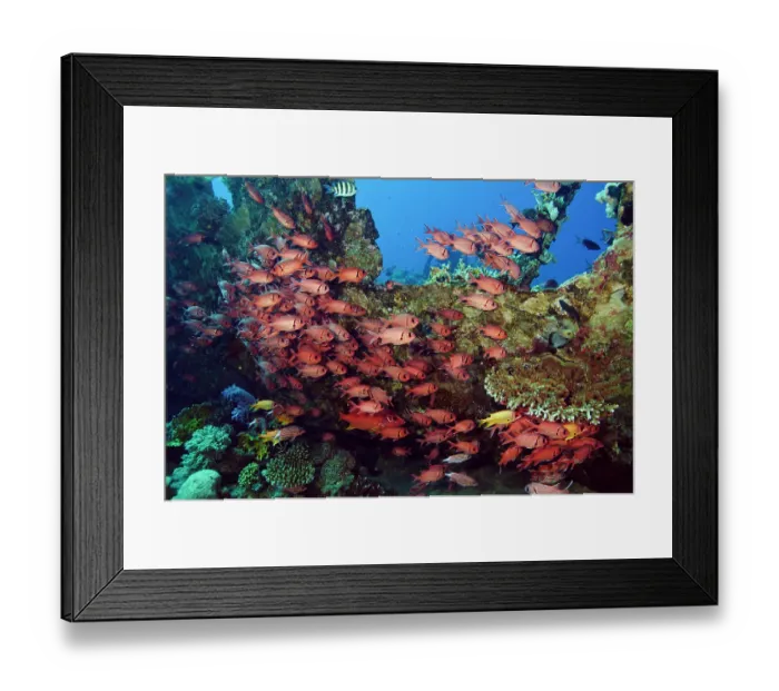 Framed Print : Blotcheye soldierfish (Myripristis murdjan) school sheltering among a wreck, Bluff Point, Gubal Island, Egypt, Red Sea Framed Print : Blotcheye soldierfish (Myripristis murdjan) school sheltering among a wreck, Bluff Point, Gubal Island, Egypt, Red Sea