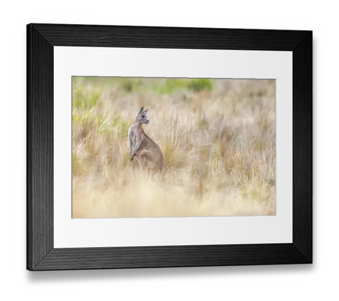 Framed Print : Forester kangaroo (Macropus giganteus tasmaniensis) among tall grass in a field, The Quoin, Ross, Tasmania, Australia Framed Print : Forester kangaroo (Macropus giganteus tasmaniensis) among tall grass in a field, The Quoin, Ross, Tasmania, Australia
