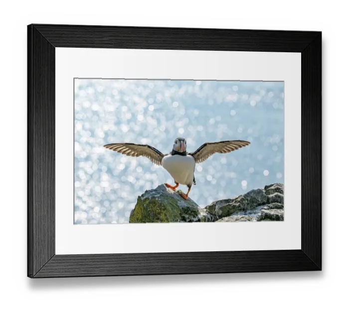 Framed Print : Puffin (Fratercula arctica) balancing on rock with wings outstretched, Lunga, Isle of Mull, Scotland, UK. June Framed Print : Puffin (Fratercula arctica) balancing on rock with wings outstretched, Lunga, Isle of Mull, Scotland, UK. June