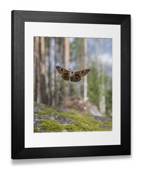 Framed Print : Small emperor moth (Saturnia pavonia) male, in flight, Finland. May Framed Print : Small emperor moth (Saturnia pavonia) male, in flight, Finland. May