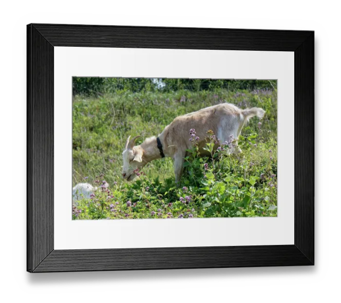 Framed Print : Goat (Capra hircus) grazing chalk grassland hillside to control scrub encroachment and benefit wild flowers, Browne's Folly Nature Reserve, Bath and Northeast Somerset, UK. August Framed Print : Goat (Capra hircus) grazing chalk grassland hillside to control scrub encroachment and benefit wild flowers, Browne's Folly Nature Reserve, Bath and Northeast Somerset, UK. August