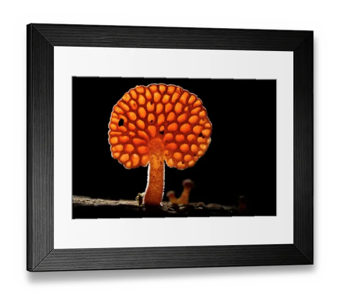 Framed Print : RF - Orange pore fungus (Favolaschia claudopus) fruiting body growing on a fallen tree branch, Genoa, Italy. November Framed Print : RF - Orange pore fungus (Favolaschia claudopus) fruiting body growing on a fallen tree branch, Genoa, Italy. November