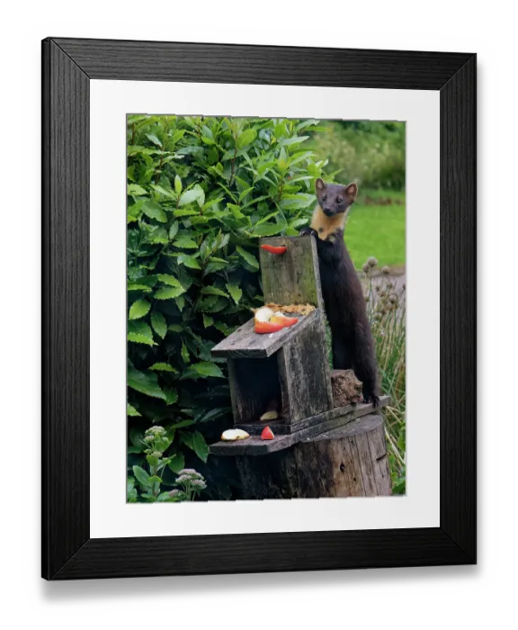 Framed Print : Pine marten (Martes martes) feeding on peanut butter and apples at a feeding station in a garden at dusk, Argyll, Scotland, UK. July Framed Print : Pine marten (Martes martes) feeding on peanut butter and apples at a feeding station in a garden at dusk, Argyll, Scotland, UK. July