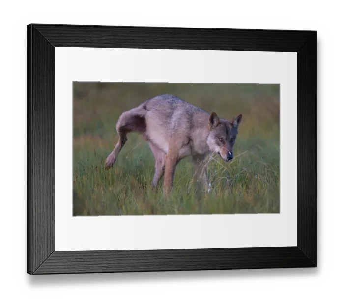 Framed Print : Grey wolf (Canis lupus) alpha-male, scent marking it's territory, Finland. August