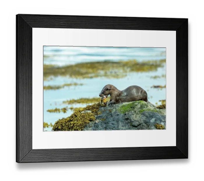 Framed Print : European otter (Lutra lutra) sitting on a rock feeding on Wrasse prey, Isle of Mull, Scotland, UK. June Framed Print : European otter (Lutra lutra) sitting on a rock feeding on Wrasse prey, Isle of Mull, Scotland, UK. June