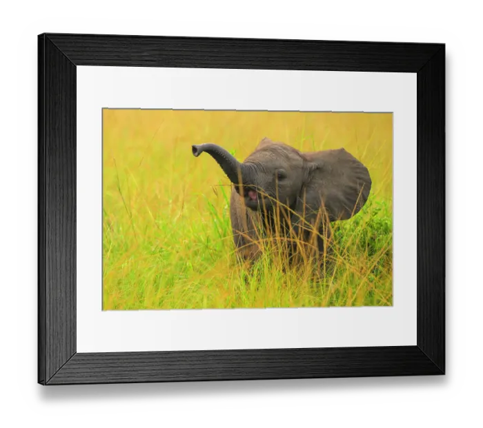 Framed Print : African elephant (Loxodonta africana) calf sniffing the air with raised trunk, Queen Elizabeth National Park, Uganda. Endangered Framed Print : African elephant (Loxodonta africana) calf sniffing the air with raised trunk, Queen Elizabeth National Park, Uganda. Endangered