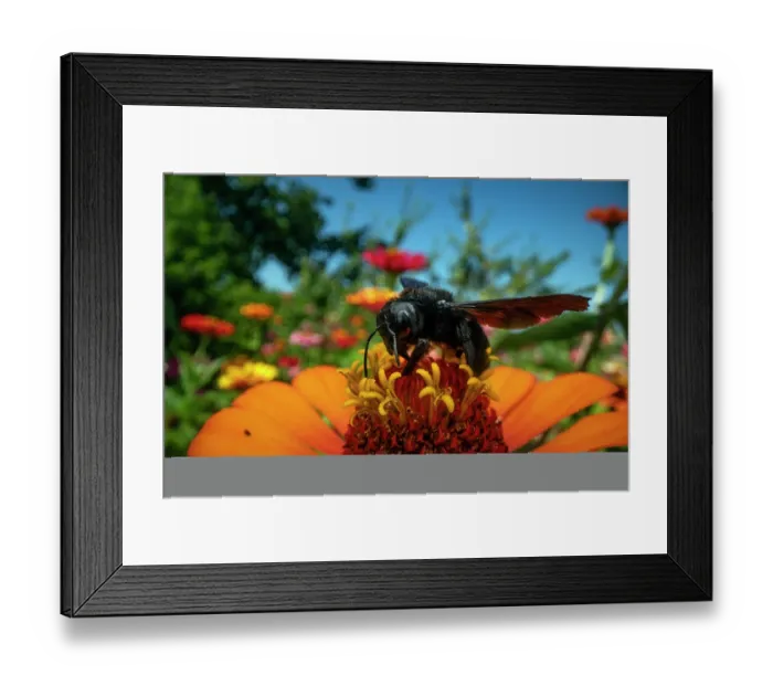 Framed Print : Violet carpenter bee (Xylocopa violacea) nectaring on pollen in a garden, Lucerne, Switzerland. August Framed Print : Violet carpenter bee (Xylocopa violacea) nectaring on pollen in a garden, Lucerne, Switzerland. August