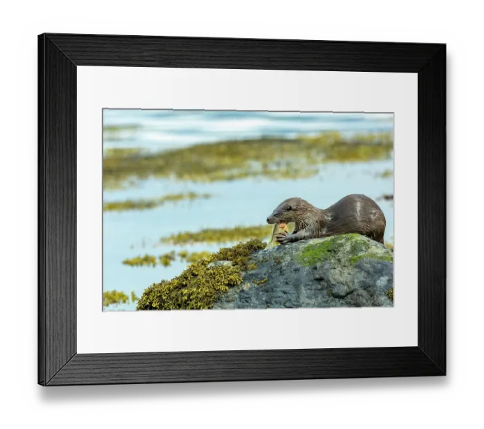 Framed Print : European otter (Lutra lutra) sitting on a rock feeding on Wrasse prey, Isle of Mull, Scotland, UK. June Framed Print : European otter (Lutra lutra) sitting on a rock feeding on Wrasse prey, Isle of Mull, Scotland, UK. June