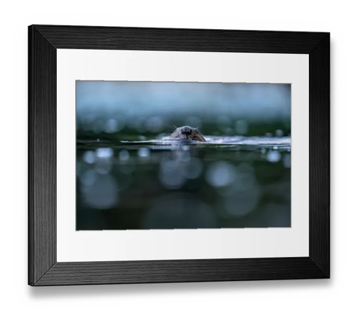 Framed Print : Eurasian beaver (Castor fiber) swimming in a river, Lucerne, Switzerland. July Framed Print : Eurasian beaver (Castor fiber) swimming in a river, Lucerne, Switzerland. July