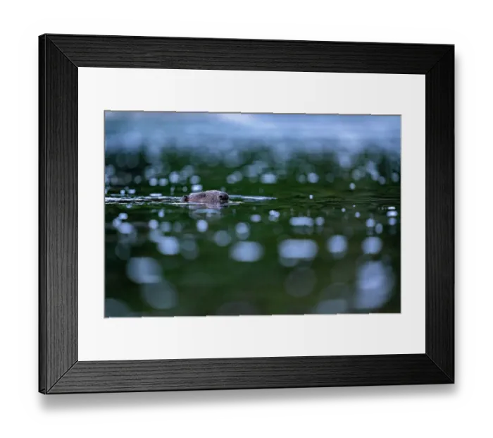 Framed Print : Eurasian beaver (Castor fiber) swimming in a river, Lucerne, Switzerland. July Framed Print : Eurasian beaver (Castor fiber) swimming in a river, Lucerne, Switzerland. July