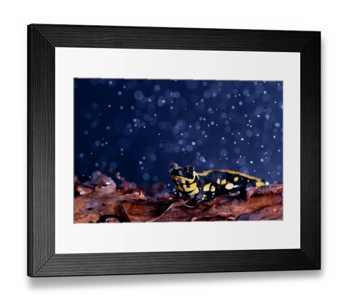 Framed Print : RF - Fire salamander (Salamandra salamandra) in rain, portrait, Hallerbos, Belgium. November. (This image may be licensed either as rights managed or royalty free.) Framed Print : RF - Fire salamander (Salamandra salamandra) in rain, portrait, Hallerbos, Belgium. November. (This image may be licensed either as rights managed or royalty free.)