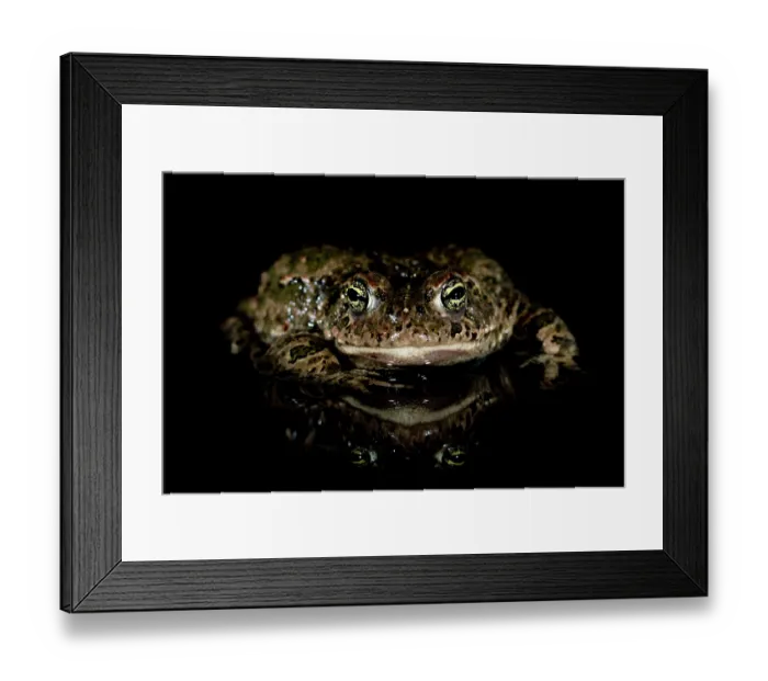 Framed Print : RF - Natterjack toad (Epidalea calamita) at night, portrait, Millingerwaard, The Netherlands. April. (This image may be licensed either as rights managed or royalty free.) Framed Print : RF - Natterjack toad (Epidalea calamita) at night, portrait, Millingerwaard, The Netherlands. April. (This image may be licensed either as rights managed or royalty free.)