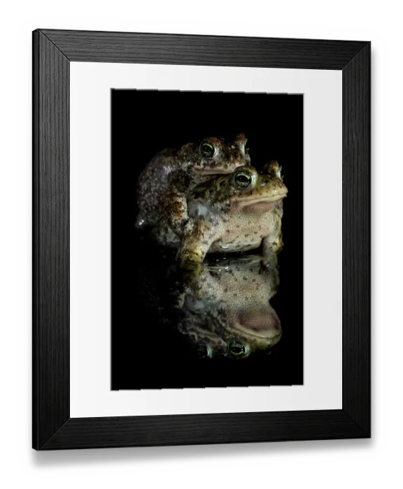 Framed Print : RF - Natterjack toads (Epidalea calamita) pair in amplexus at night, Nijmegen, The Netherlands. May. (This image may be licensed either as rights managed or royalty free.) Framed Print : RF - Natterjack toads (Epidalea calamita) pair in amplexus at night, Nijmegen, The Netherlands. May. (This image may be licensed either as rights managed or royalty free.)