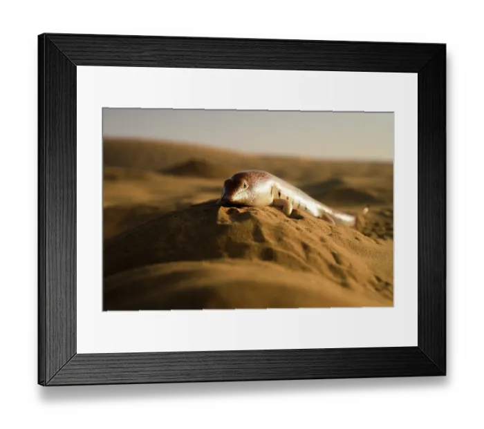 Framed Print : Eastern sandfish (Scincus mitranus) on sand dune, portrait, Sharjah, UAE. Captive Framed Print : Eastern sandfish (Scincus mitranus) on sand dune, portrait, Sharjah, UAE. Captive