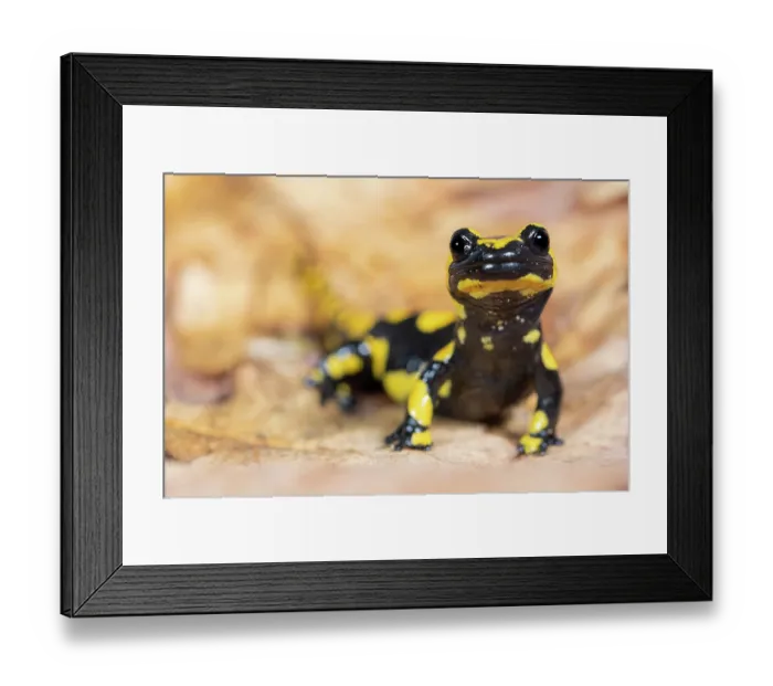Framed Print : RF - Fire salamander (Salamandra salamandra) portrait, Hallerbos, Belgium. November. (This image may be licensed either as rights managed or royalty free.) Framed Print : RF - Fire salamander (Salamandra salamandra) portrait, Hallerbos, Belgium. November. (This image may be licensed either as rights managed or royalty free.)